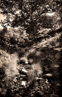 High Summer on Howl Moor