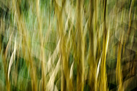 Ribbons of Spring #2