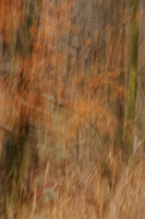 Beech Boughs #2
