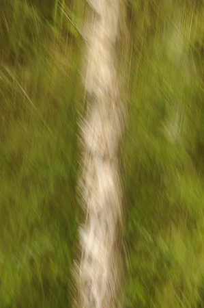 Birch Impression
