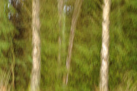 Birch Impression #2