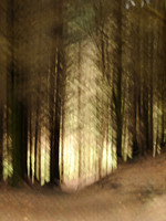 Into the trees