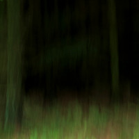 A Forest #1