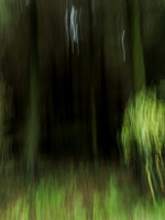 A Forest #2