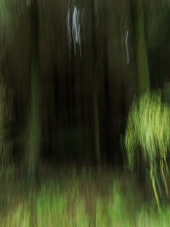 A Forest #2