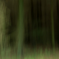A Forest #3