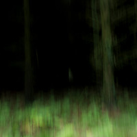 A Forest #4