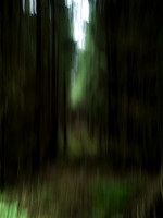 A Forest #5