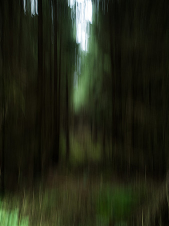 A Forest #5