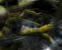 Stream Trees