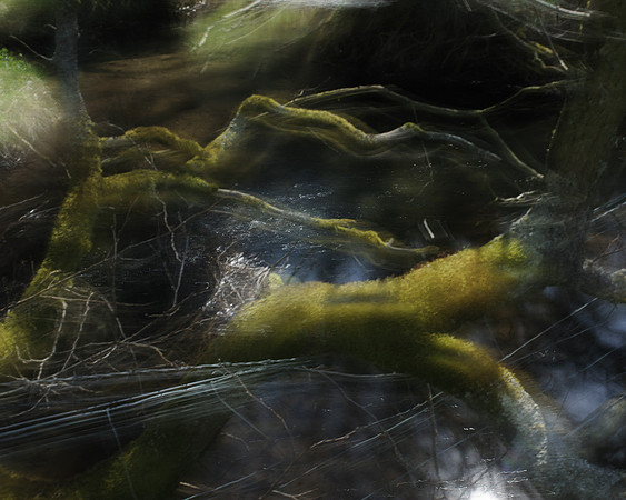 Stream Trees