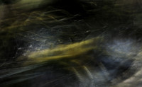 Stream Creatures