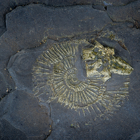 Embedded - Saltwick Bay