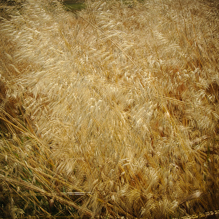 Field of the Crop of Gold