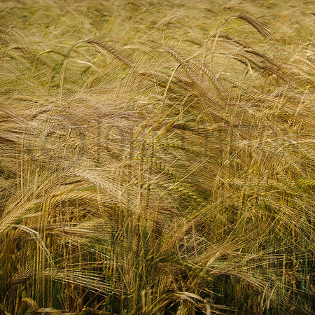 Fields of Gold