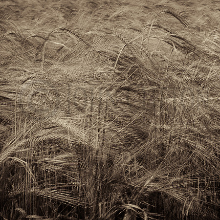 Fields of Sepia