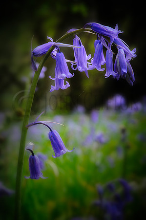 Riccaldale Bluebells