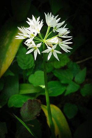 Wild Garlic