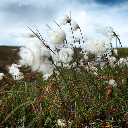 Cotton Storm