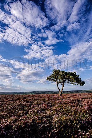 Egton High Moor