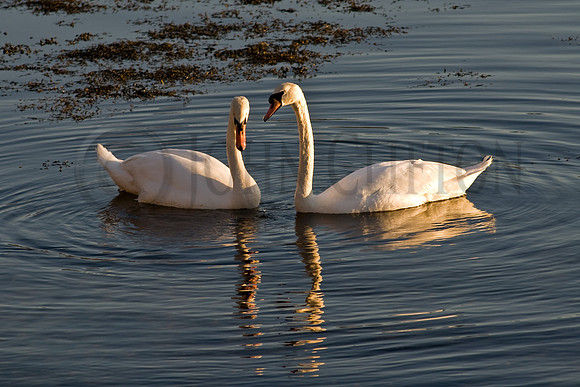 Some Enchanted Evening