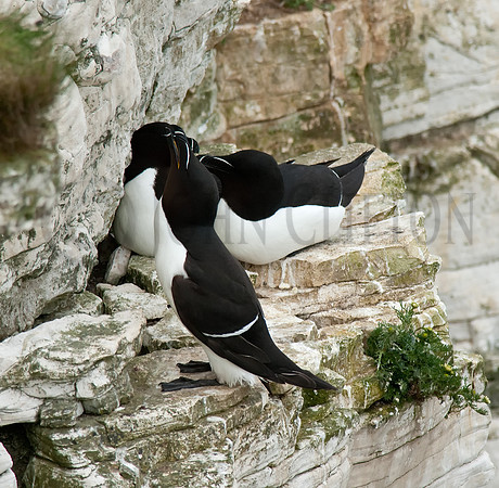 Razorbill