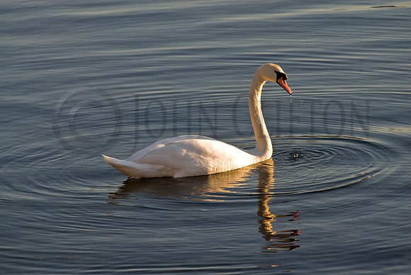 Swan Loch
