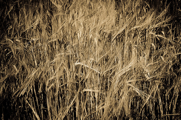 Crop