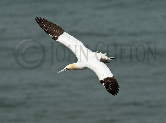 Gannet