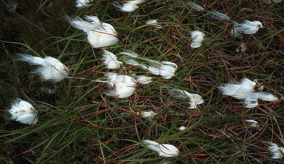 Cotton Storm #2