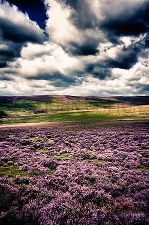 The Purple and the Green