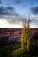 Summer Heather on Rudland Rigg