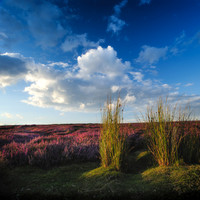Rudland Rigg in Summer