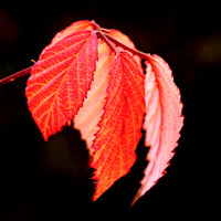Dalby Forest Bramble